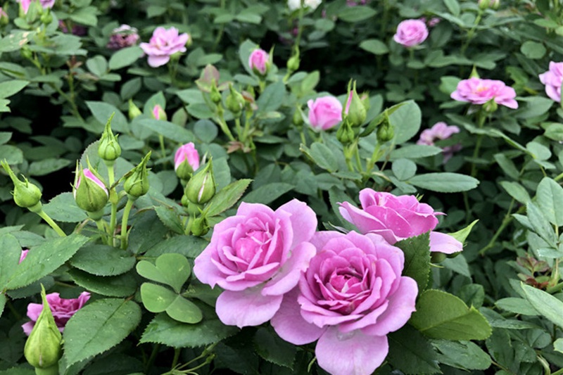 薰衣草门廊 薰衣草门廊Lavender Flower Circus