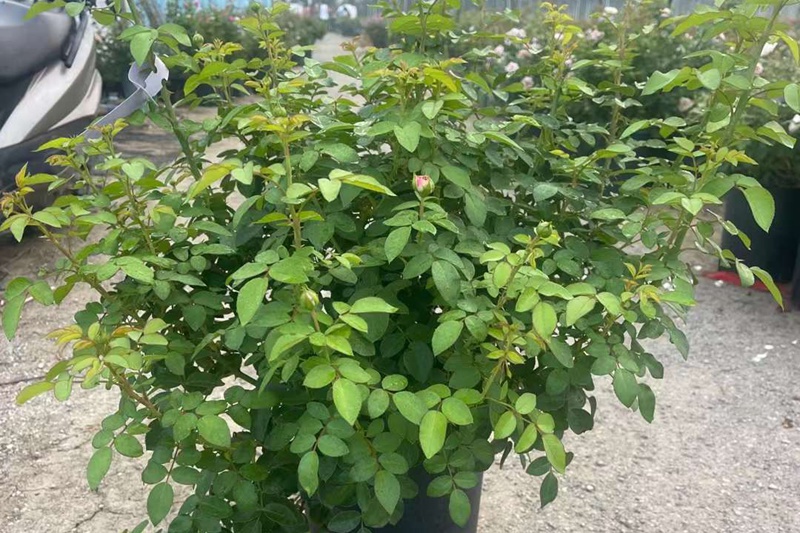 月季大苗、中苗和小苗的区别有哪些 月季大苗、中苗和小苗的区别有哪些