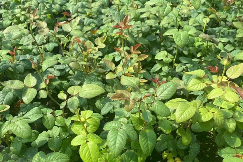 月季大苗、中苗和小苗的区别有哪些 月季大苗、中苗和小苗的区别有哪些