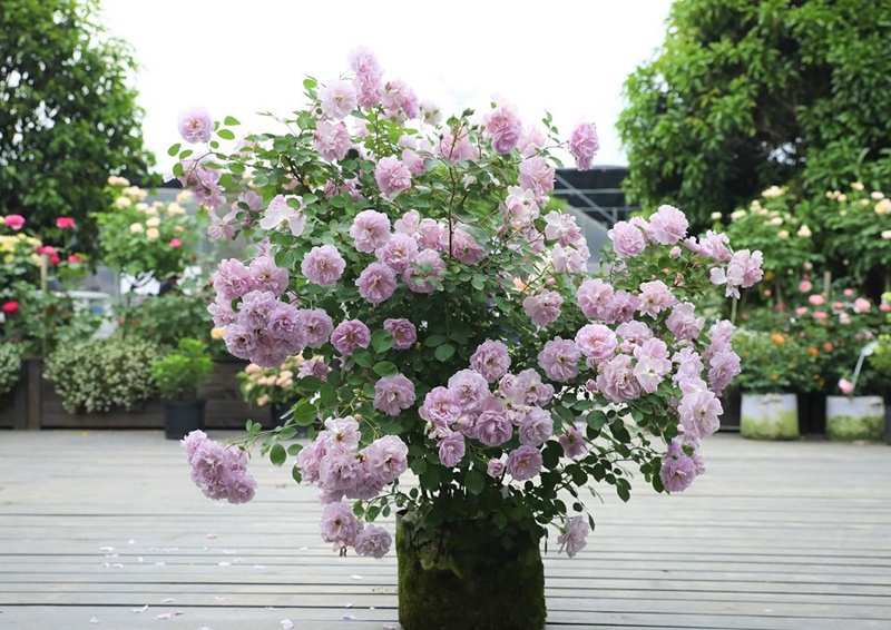 月季花十大经典品种