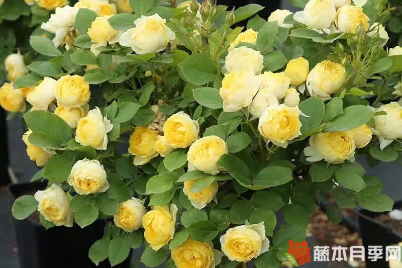 月季开花机器第一名 月季开花机器第一名