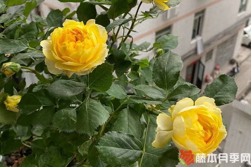 月季开花机器第一名 月季开花机器第一名