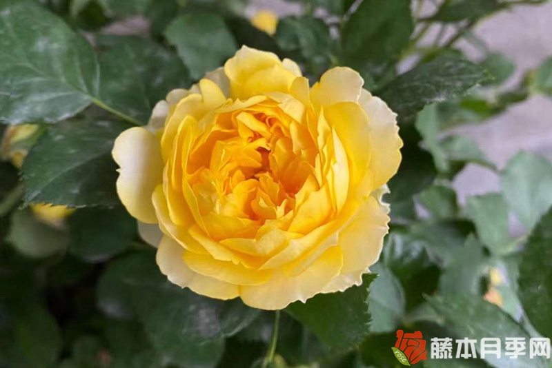 月季开花机器第一名 月季开花机器第一名