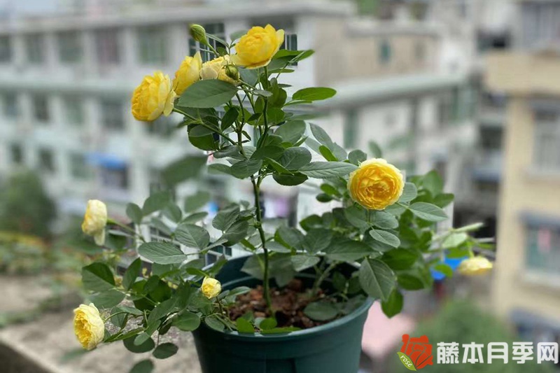 月季开花机器第一名 月季开花机器第一名
