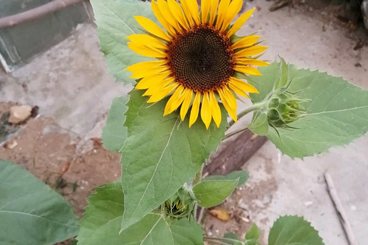向日葵几点开花(向日葵每天几点钟开花) 向日葵几点开花(向日葵每天几点钟开花)
