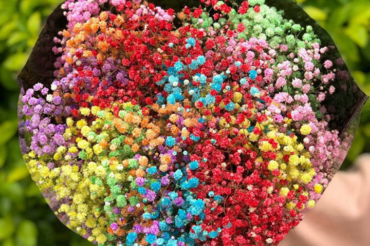 满天星花语是什么意思(象征意思) 满天星花语是什么意思(象征意思)