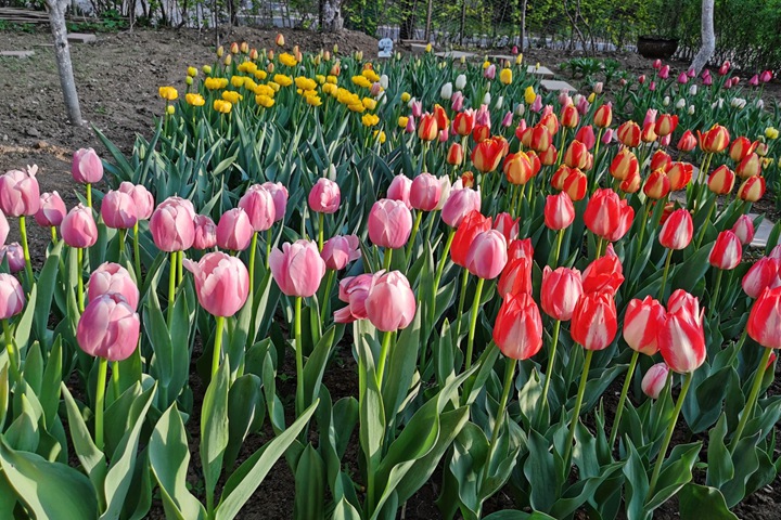 郁金香什么时候开花(郁金香花期) 郁金香什么时候开花(郁金香花期)