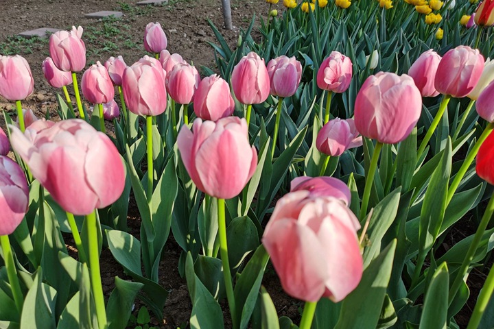 郁金香什么时候开花(郁金香花期) 郁金香什么时候开花(郁金香花期)