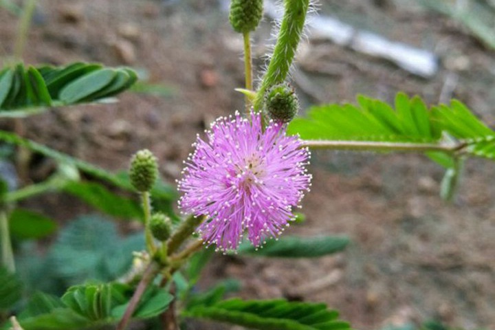 含羞草会开花吗(含羞草花是什么样子的) 含羞草会开花吗(含羞草花是什么样子的)