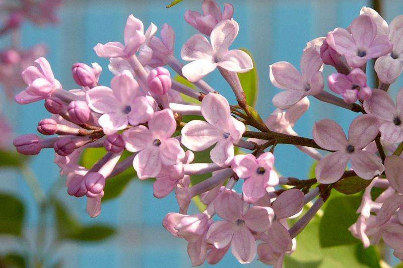 丁香花什么颜色(丁香花颜色有哪些) 丁香花什么颜色(丁香花颜色有哪些)