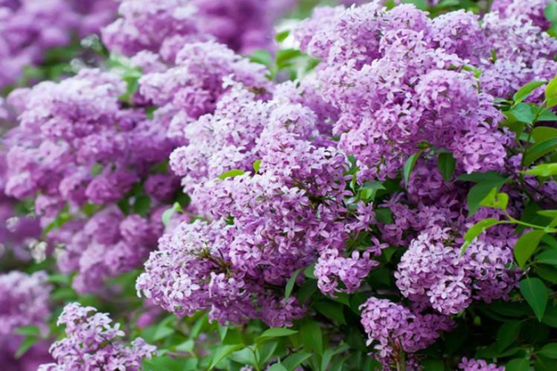 丁香花什么颜色(丁香花颜色有哪些) 丁香花什么颜色(丁香花颜色有哪些)