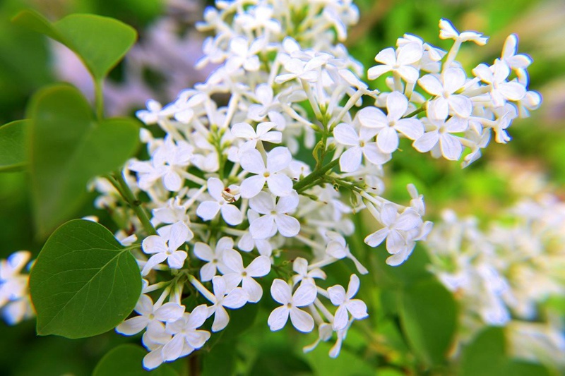 丁香花什么颜色(丁香花颜色有哪些) 丁香花什么颜色(丁香花颜色有哪些)