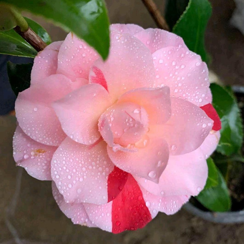 山茶花什么季节开花 山茶花什么季节开花
