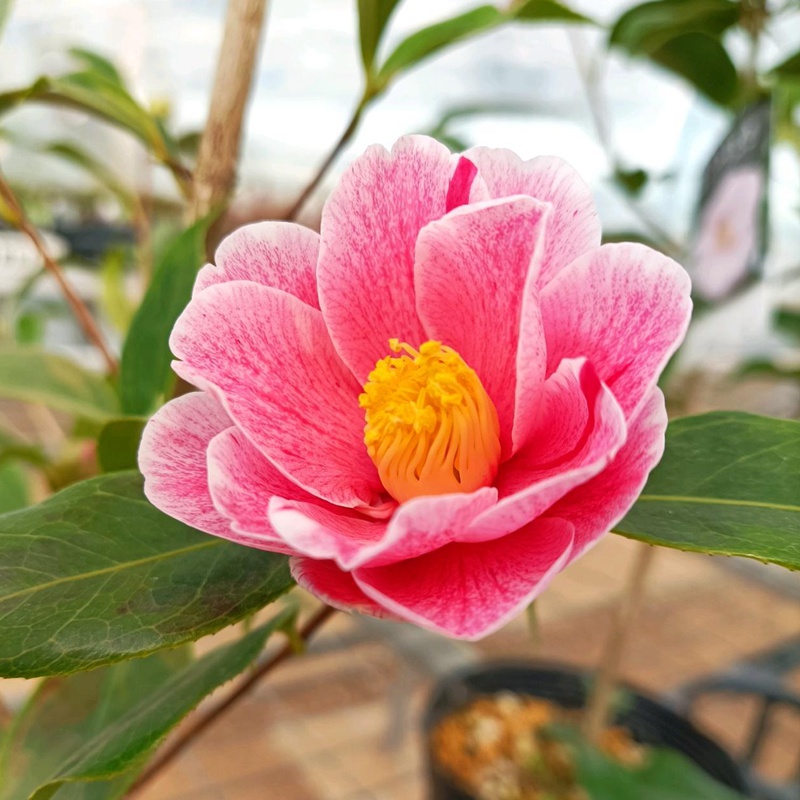 山茶花什么季节开花 山茶花什么季节开花