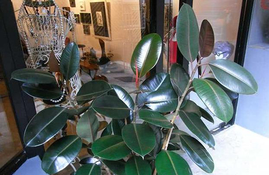 除甲醛植物十大排行榜 除甲醛植物十大排行榜