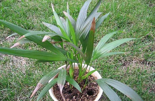 除甲醛植物十大排行榜 除甲醛植物十大排行榜