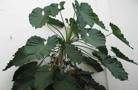 除甲醛植物十大排行榜 除甲醛植物十大排行榜