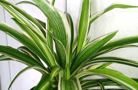 除甲醛植物十大排行榜 除甲醛植物十大排行榜