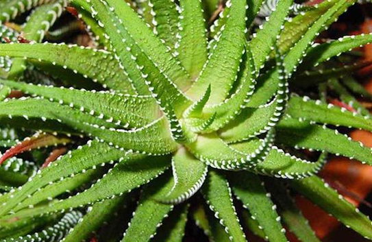 除甲醛植物十大排行榜 除甲醛植物十大排行榜