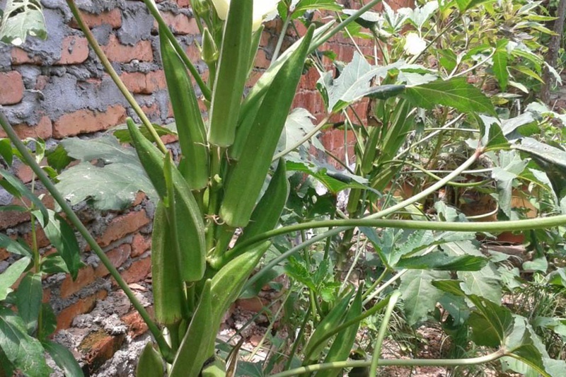 黄秋葵的营养价值及功效与作用 黄秋葵的营养价值及功效与作用