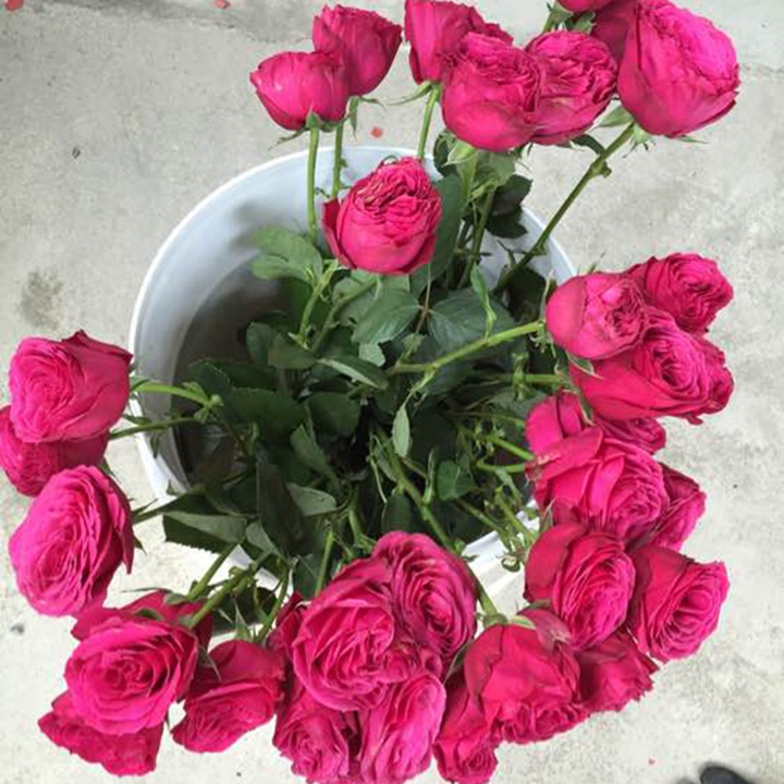 热粉蕾丝/热粉花边 热粉蕾丝/热粉花边