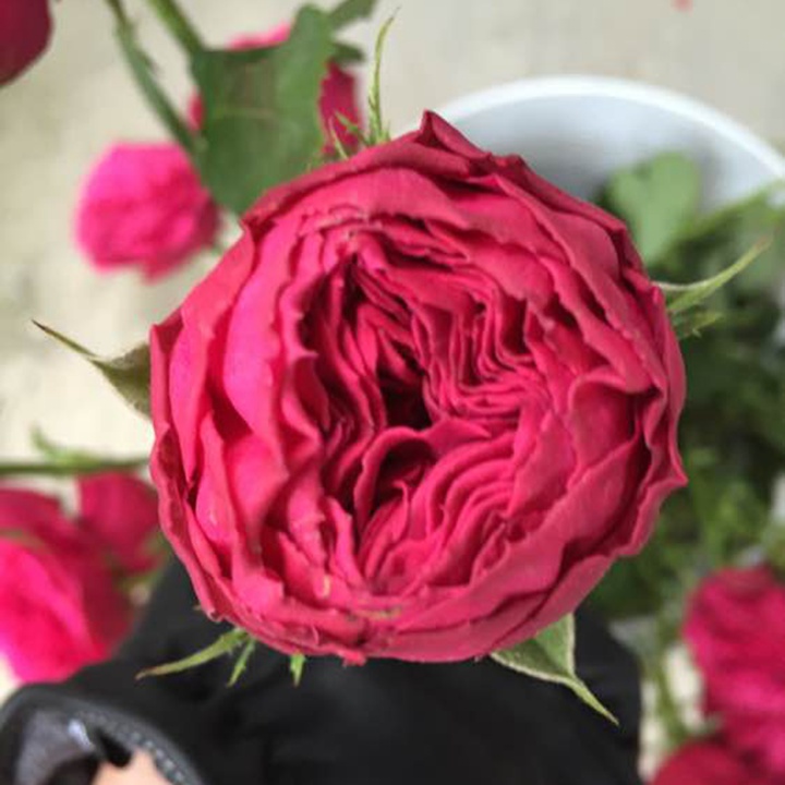 热粉蕾丝/热粉花边 热粉蕾丝/热粉花边