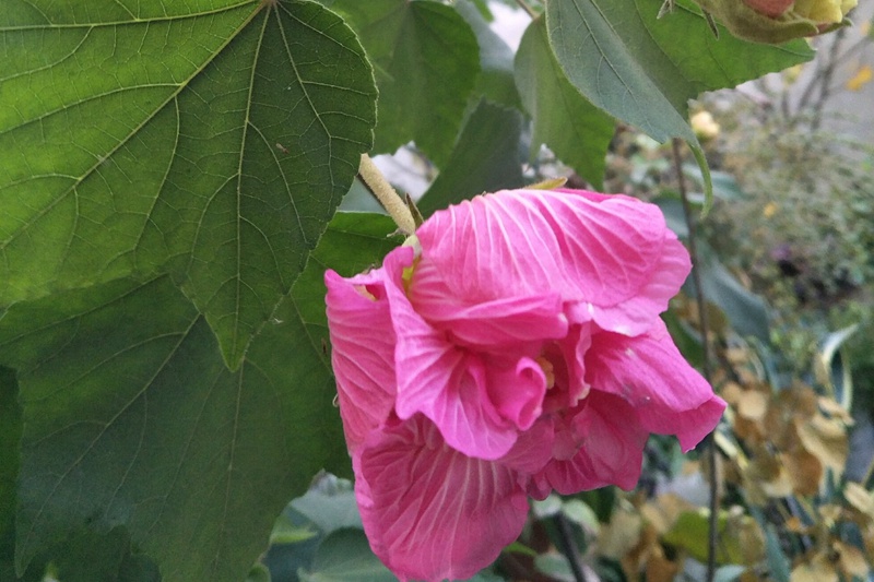 芙蓉花什么时候开(芙蓉花的花期) 芙蓉花什么时候开(芙蓉花的花期)