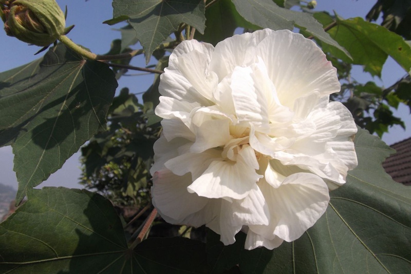 芙蓉花什么时候开(芙蓉花的花期) 芙蓉花什么时候开(芙蓉花的花期)