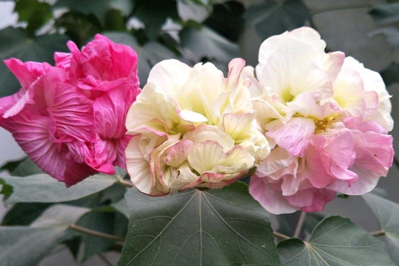 芙蓉花什么时候开(芙蓉花的花期) 芙蓉花什么时候开(芙蓉花的花期)