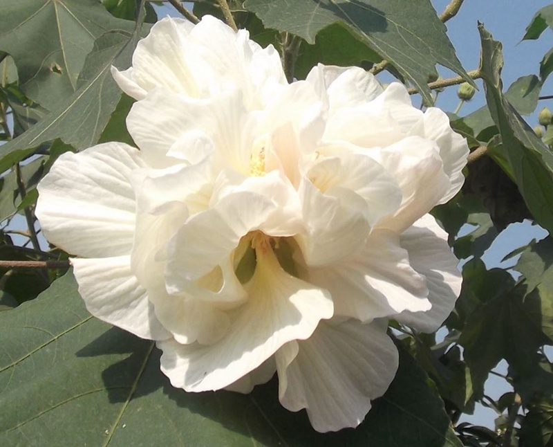 芙蓉花什么时候开(芙蓉花的花期) 芙蓉花什么时候开(芙蓉花的花期)