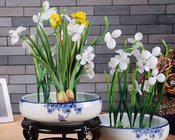 水培水仙花的养殖方法 水培水仙花的养殖方法