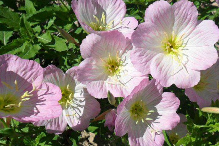 夜来香什么时候开花(夜来香的花期) 夜来香什么时候开花(夜来香的花期)