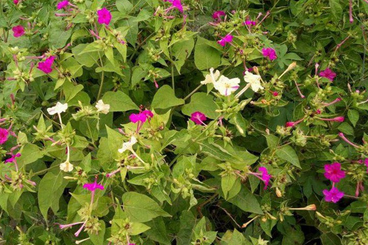 夜来香什么时候开花(夜来香的花期) 夜来香什么时候开花(夜来香的花期)