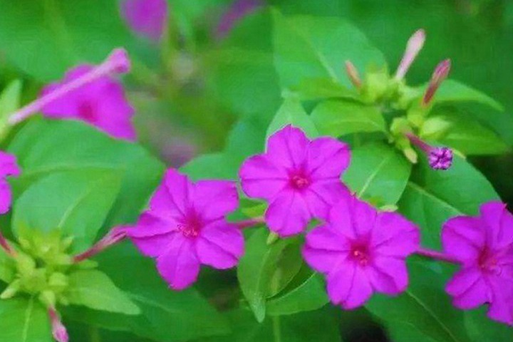 夜来香什么时候开花(夜来香的花期) 夜来香什么时候开花(夜来香的花期)