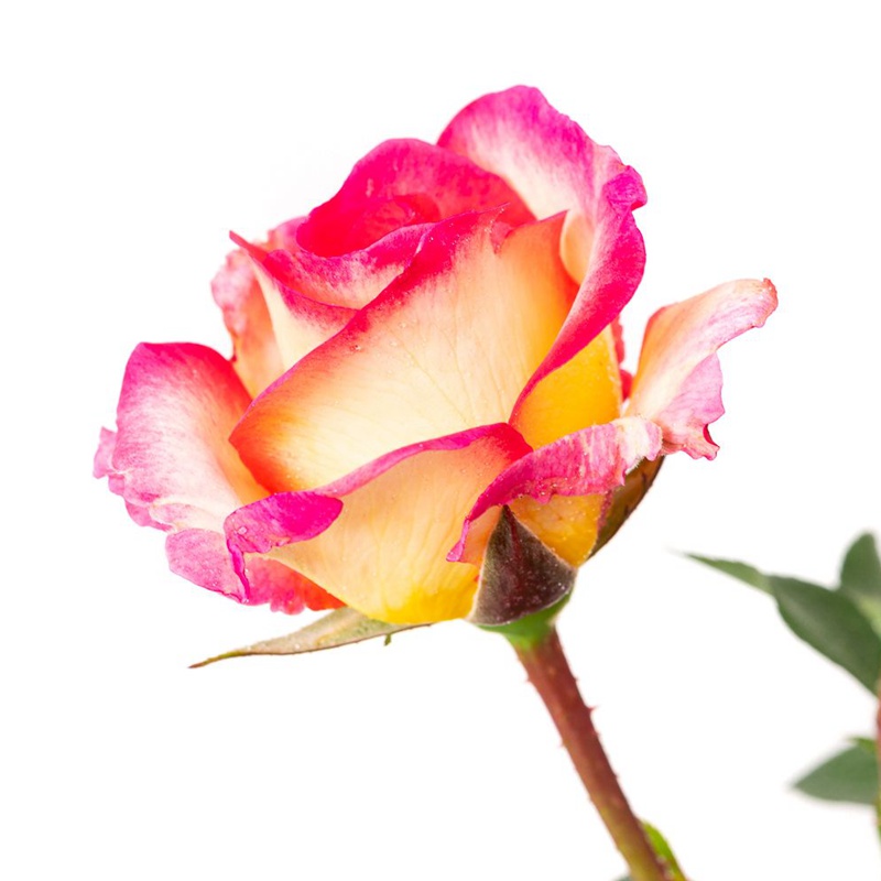 华丽丽/花蝴蝶 华丽丽/花蝴蝶