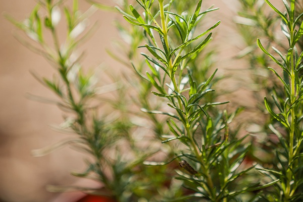 可以驱除跳蚤和蜱虫的植物推荐 可以驱除跳蚤和蜱虫的植物推荐