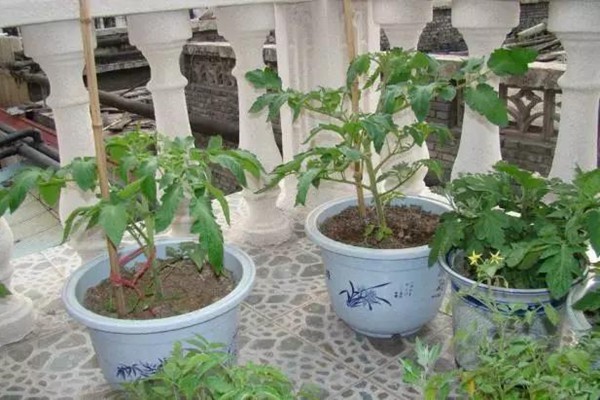 阳台种植西红柿的详细攻略 阳台种植西红柿的详细攻略