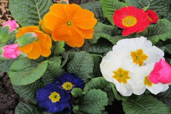 报春花与迎春花有哪些区别 报春花与迎春花有哪些区别