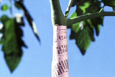 做好十点,轻松种植好西红柿! 种好西红柿的十大步骤