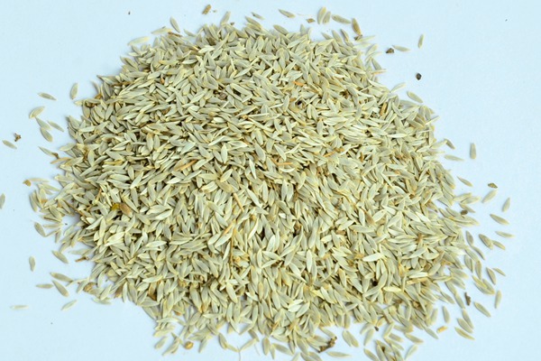 生菜如何在花园里种植 生菜如何在花园里种植