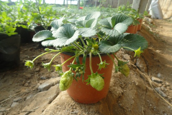 草莓几月份种植最好 草莓几月份种植最好