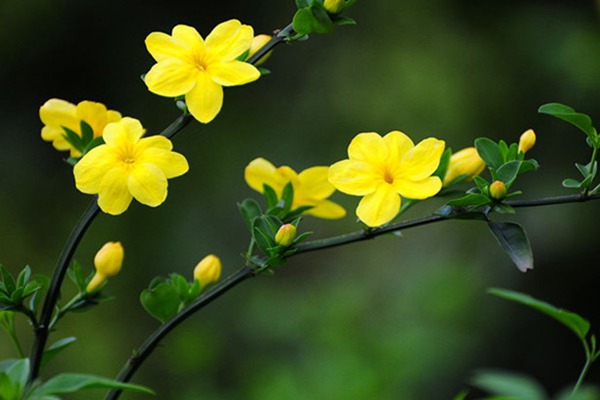 报春花与迎春花有哪些区别 报春花与迎春花有哪些区别