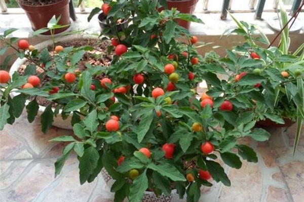 小番茄 小番茄