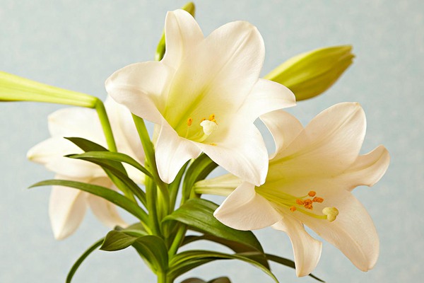 复活节百合 复活节百合
