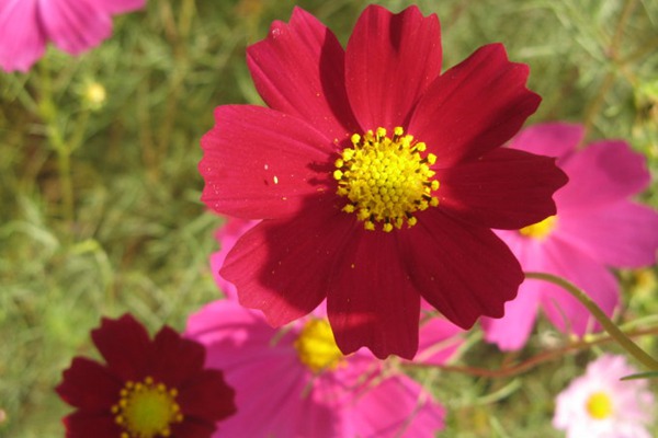 1551781222476217.jpg 八瓣梅和格桑花的区别