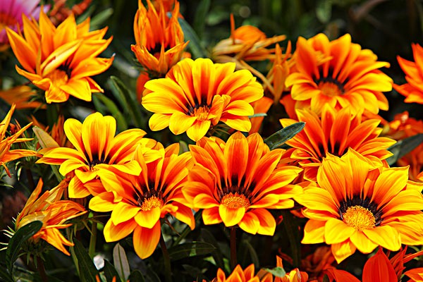 1553607538776420.jpg 勋章菊的花期多久,什么时候开花