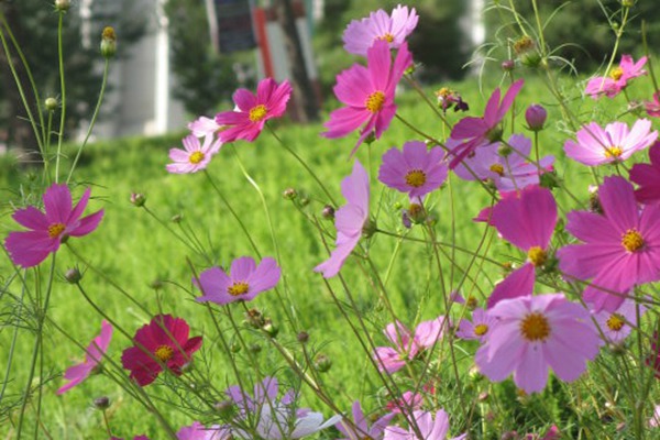 1551781209300430.jpg 八瓣梅和格桑花的区别