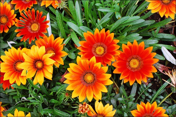 1553607532940907.jpg 勋章菊的花期多久,什么时候开花
