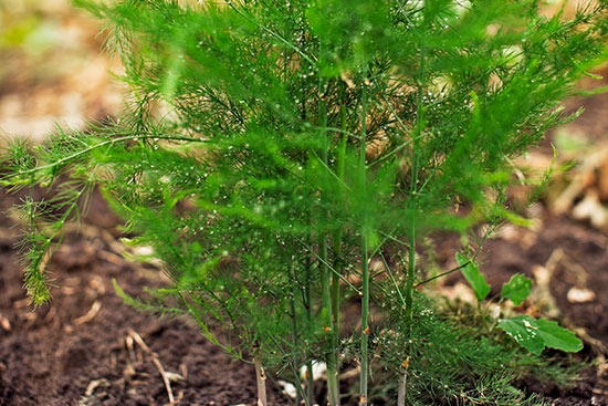 芦笋的种植时间及种植方法 芦笋的种植时间及种植方法