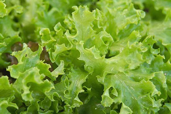 生菜如何在花园里种植 生菜如何在花园里种植